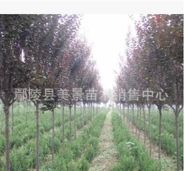 基地直銷高桿低桿紅葉李紫葉李紫葉稠李小苗綠化工程苗彩葉苗木