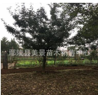 皂角皂莢苗圃直銷價(jià)格便宜樹形優(yōu)美成活率高規(guī)格齊全綠化苗木