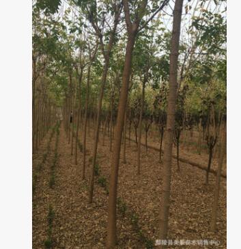 批發(fā)金葉復(fù)葉戚 復(fù)葉戚精品樹型 工程用苗 綠化苗木小苗量大優(yōu)惠