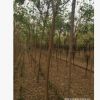 批發(fā)金葉復(fù)葉戚 復(fù)葉戚精品樹型 工程用苗 綠化苗木小苗量大優(yōu)惠