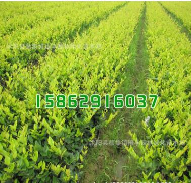 金森女貞小苗批發(fā) 彩色綠化工程苗 規(guī)格齊全 根系發(fā)達(dá)