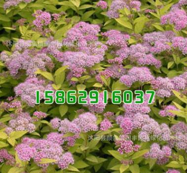 基地直銷綠化工程小苗 金山繡線菊小苗 規(guī)格齊全 觀花植物 綠化苗