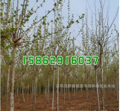 批發(fā)綠化工程苗木 法桐樹苗 法桐小苗 規(guī)格齊全 道路綠化