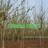 批發(fā)綠化工程苗木 法桐樹苗 法桐小苗 規(guī)格齊全 道路綠化