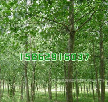 基地批發(fā) 綠化苗木意楊樹苗 林毛白楊 速生楊樹苗綠化環(huán)境行道樹