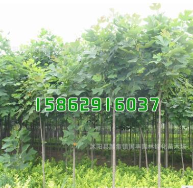 批發(fā)工程綠化苗木 馬褂木小苗 鵝掌楸木 風(fēng)景行道樹 行道用苗