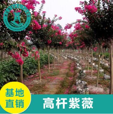 基地直銷紫薇品種齊全批發供應量大從優 綠化工程紫薇