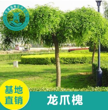 供應龍爪槐行道樹 各種規格 量大優惠