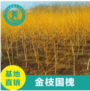 直銷黃金槐樹苗 金枝槐 5-15厘米工程綠化公園風景樹