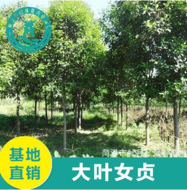 批發大葉女貞樹 高桿大葉女貞 行道樹工程綠化 基地直銷