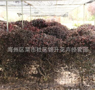 批發(fā)紅花檵木球工程綠化苗木行道點綴風(fēng)景美化量大從優(yōu)紅花繼木球