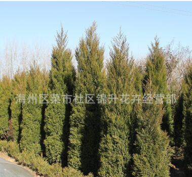 檜柏樹苗基地批發(fā)行道綠化花木塔柏球護坡綠植行道觀賞檜柏苗