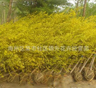 金葉楊苗批發(fā)園林綠化苗木行道點綴觀賞色塊綠籬量大從優(yōu)金葉楊