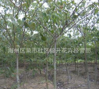 工程綠化苗木中華燈臺樹批發(fā)色塊綠籬庭院觀葉量大從優(yōu)中華燈臺樹