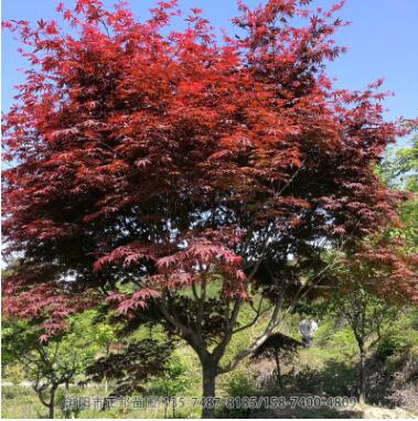 紅楓 彩色觀葉植物 精品紅楓樹喬木 嫁接紅楓苗