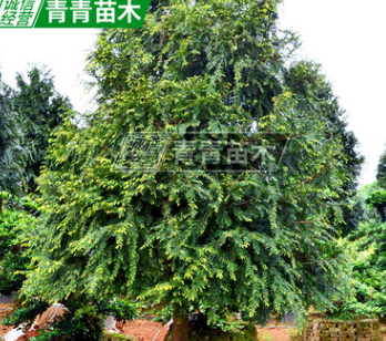 基地直供紅豆杉 庭院風(fēng)景樹紅豆杉樹 市政園林綠化苗木名貴樹苗