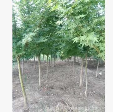 供應楓樹 楓樹小苗 楓樹樹苗工程苗 園林綠化小苗 行道樹公園綠化