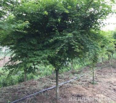 雞爪槭 雞爪槭小苗 雞爪槭樹 紅葉雞爪槭 雞爪楓 綠化景觀樹 庭院