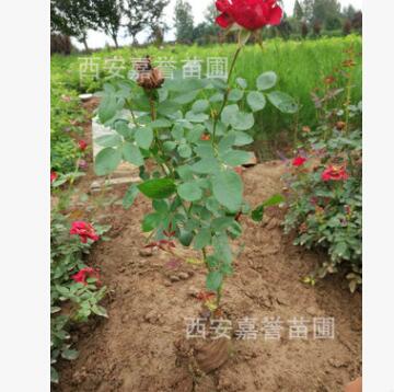 批發供應四季玫瑰盆景 四季玫瑰盆栽 四季玫瑰 根系發達
