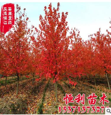 批發美國紅楓樹 美國改良紅楓 園林綠化樹木 現貨充足 規格齊全
