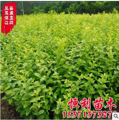 金葉女貞 供應優質女貞苗 女貞球 金葉女貞球綠化工程苗 規格全