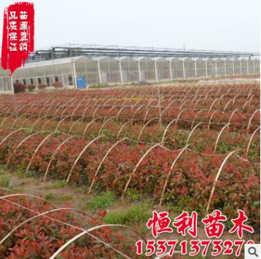 批發紅葉石楠綠化苗木 紅葉石楠球 基地紅葉石楠 工程綠化色塊苗
