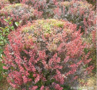 苗木基地直銷優質紅葉小檗球 園林綠化小苗盆栽 紅葉小檗樹苗