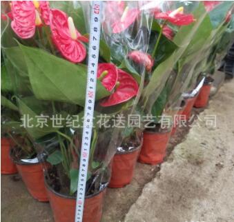 紅掌 盆栽花卉室內桌面植物 盆花