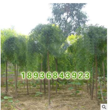 批發街道綠化苗木 垂槐小苗 觀賞植物 工程綠化苗木 垂槐