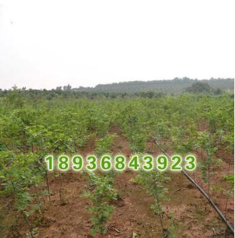 批發優質大規格樸樹小苗樸樹種子樸樹基地成活率榆科樸屬落葉喬木