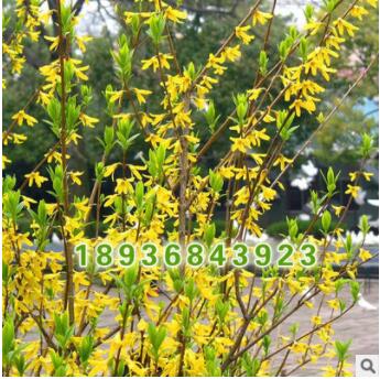 批發優質綠化苗 連翹小苗 又名黃老虎 庭院觀花植物 連翹苗