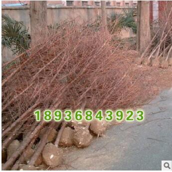 基地自產自銷 水杉小苗 水杉樹苗 根系發達 成活率高 水杉苗批發