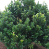 楊梅樹產地預售2019年地徑14厘米冠幅3.5米的園林景觀叢生楊梅樹