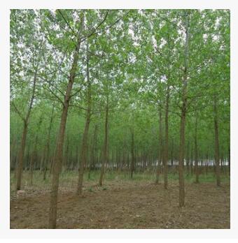 白楊樹苗 速生白楊樹苗 速生楊苗 扦插苗量大從優