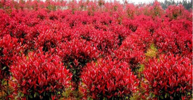 綠化樹木基地批發園林工程常綠灌木高桿株庭院綠化紅葉石楠