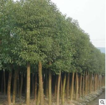 苗圃直銷供應 綠化植物工程園林苗木綠化常綠喬木 香樟樹