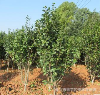 批發(fā)園林綠化苗木茶花球 茶花樹 盆栽茶花 茶花苗各種規(guī)格齊全