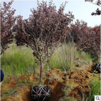 大量出售美人梅 帶土球發貨多年種植經驗美人梅樹苗
