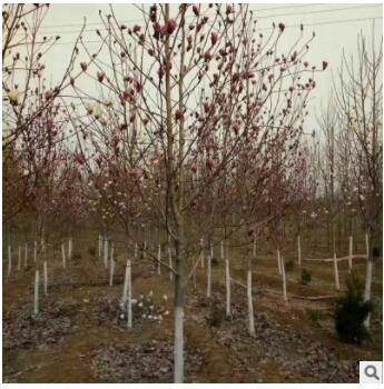 山東苗圃出售玉蘭苗 花先開放葉子后長花期10天左右 玉蘭花樹