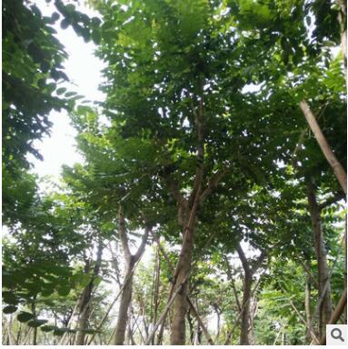 現貨直銷火焰木園林綠化苗木 綠化行道林苗木樹種