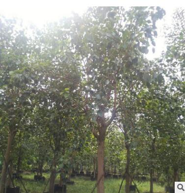 基地批發菩提榕樹 綠化工程植物風景樹苗常綠喬木 規格齊全