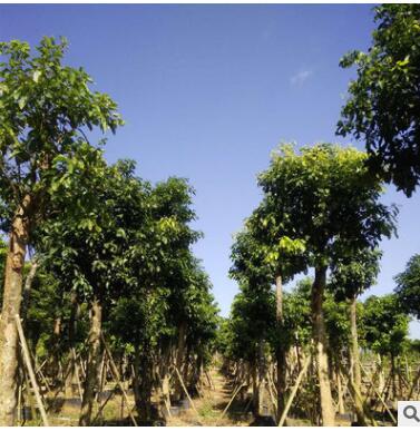 廣西園林基地現貨供應萍婆袋苗園林喬木 綠化苗木行道樹苗
