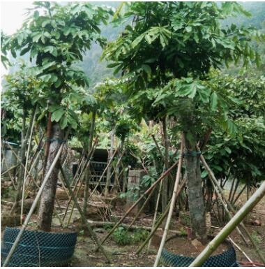 基地直銷綠化工程樹木無憂樹園林綠化景觀 專業供應廣西無憂樹