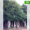景觀榕 小葉榕 基地直銷 規(guī)格齊全 款式多樣