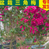福建三角梅盆景 室內盆栽紫色三角梅批發(fā) 四季紫花三葉梅 勒杜鵑