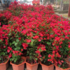 供應三角梅 漳州直供紫花紅花三角梅 室內盆栽花卉三角梅