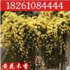 庭院爬藤植物 攀爬園林綠化黃花木香苗木香花苗批發薔薇花苗7年苗