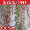四季攀緣植物 爬山虎苗 美國地錦 五葉地錦 庭院爬墻爬藤蔓爬類