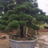 批發供應日本黑松，造型黑松，日本黑松，黑松盆景