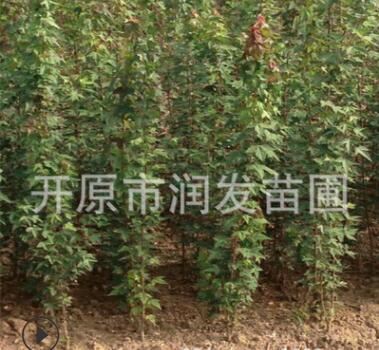 苗圃三角楓小苗.三角楓容器苗 三角楓綠籬苗